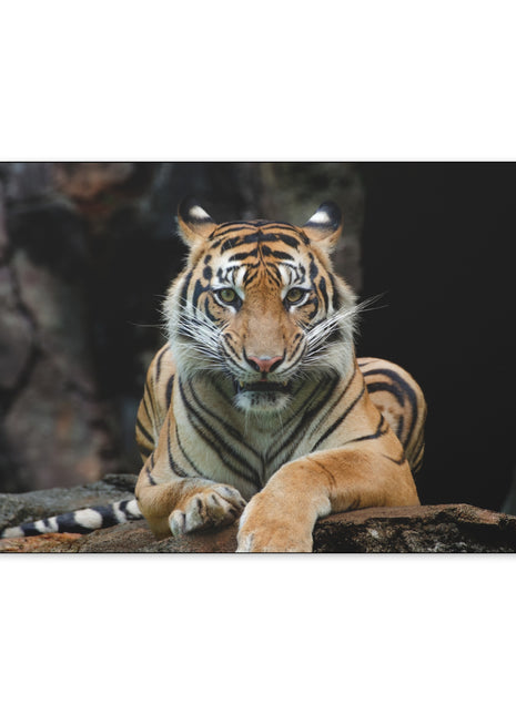 Rock Throne – Tiger Resting on a Stone Wall Art | STG Collection - Snapping Turtle Gallery