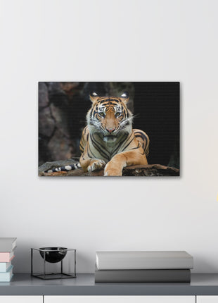 Rock Throne – Tiger Resting on a Stone Wall Art | STG Collection - Snapping Turtle Gallery