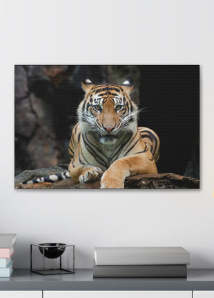 Rock Throne – Tiger Resting on a Stone Wall Art | STG Collection - Snapping Turtle Gallery