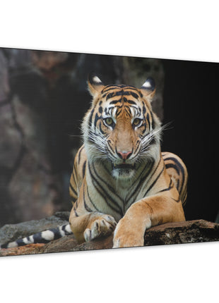 Rock Throne – Tiger Resting on a Stone Wall Art | STG Collection - Snapping Turtle Gallery