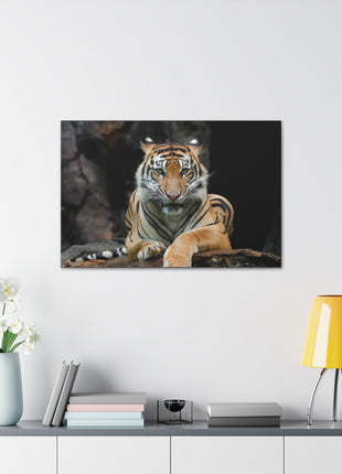 Rock Throne – Tiger Resting on a Stone Wall Art | STG Collection - Snapping Turtle Gallery