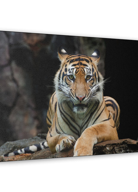 Rock Throne – Tiger Resting on a Stone Wall Art | STG Collection - Snapping Turtle Gallery
