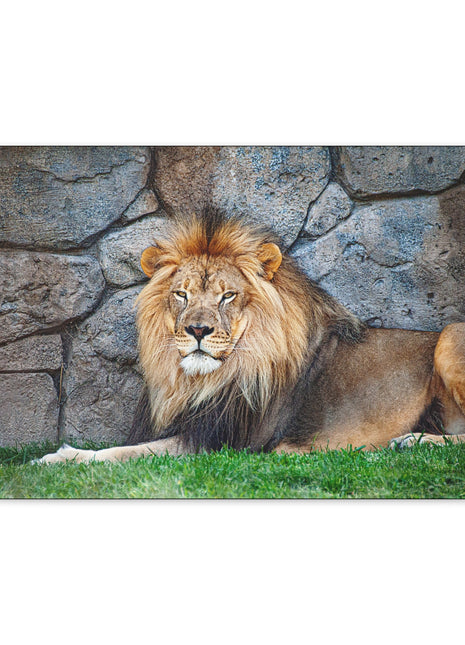 Serenity of the Wild – Lion Resting in the Grass Wall Art | STG Collection - Snapping Turtle Gallery