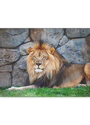 Serenity of the Wild – Lion Resting in the Grass Wall Art | STG Collection [variant_option1] Print, Premium Wall Art by Snapping Turtle Gallery