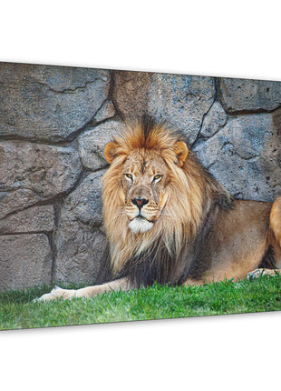 Serenity of the Wild – Lion Resting in the Grass Wall Art | STG Collection [variant_option1] Print, Premium Wall Art by Snapping Turtle Gallery