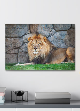 Serenity of the Wild – Lion Resting in the Grass Wall Art | STG Collection [variant_option1] Print, Premium Wall Art by Snapping Turtle Gallery