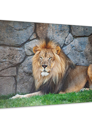 Serenity of the Wild – Lion Resting in the Grass Wall Art | STG Collection [variant_option1] Print, Premium Wall Art by Snapping Turtle Gallery