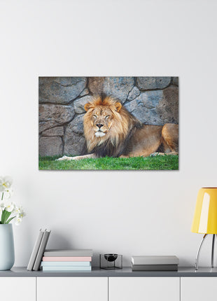 Serenity of the Wild – Lion Resting in the Grass Wall Art | STG Collection [variant_option1] Print, Premium Wall Art by Snapping Turtle Gallery