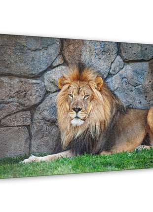 Serenity of the Wild – Lion Resting in the Grass Wall Art | STG Collection [variant_option1] Print, Premium Wall Art by Snapping Turtle Gallery