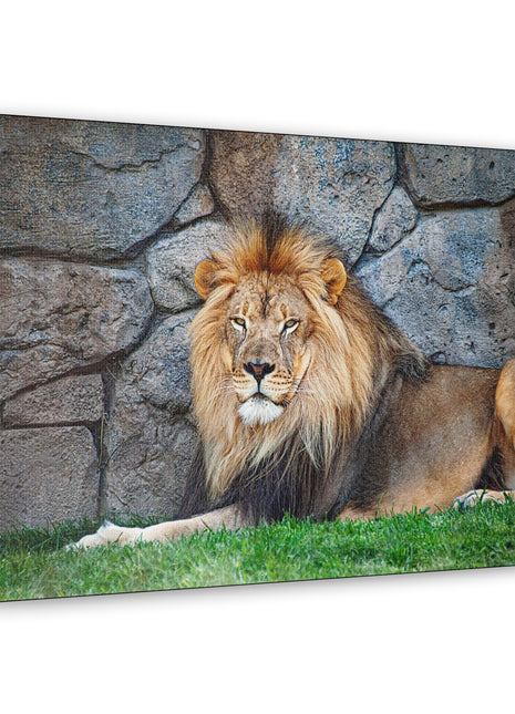 Serenity of the Wild – Lion Resting in the Grass Wall Art | STG Collection - Snapping Turtle Gallery