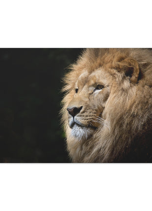 Lion Art | Acrylic, Metal & Canvas - Snapping Turtle Gallery