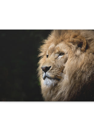 Lion Art | Acrylic, Metal & Canvas - Snapping Turtle Gallery