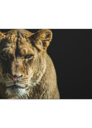 Lioness Art | Acrylic, Metal & Canvas - Snapping Turtle Gallery