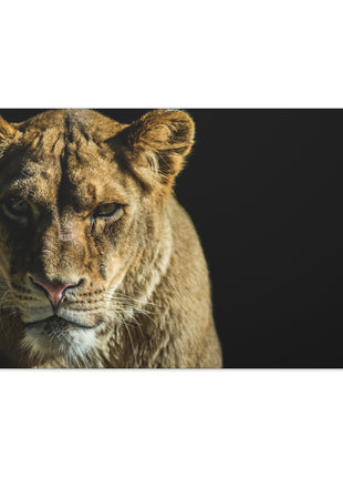 Lioness Art | Acrylic, Metal & Canvas - Snapping Turtle Gallery