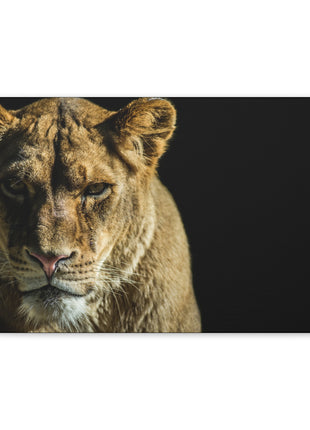 Lioness Art | Acrylic, Metal & Canvas - Snapping Turtle Gallery