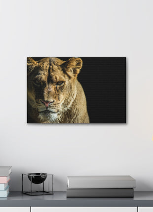 Lioness Art | Acrylic, Metal & Canvas - Snapping Turtle Gallery
