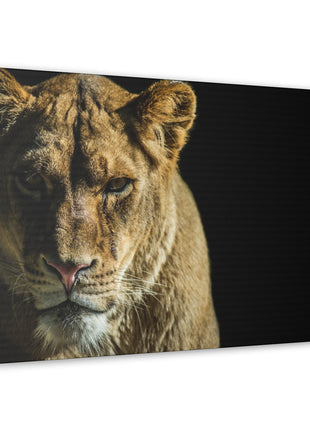 Lioness Art | Acrylic, Metal & Canvas - Snapping Turtle Gallery