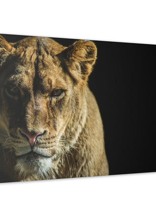 Lioness Art | Acrylic, Metal & Canvas - Snapping Turtle Gallery