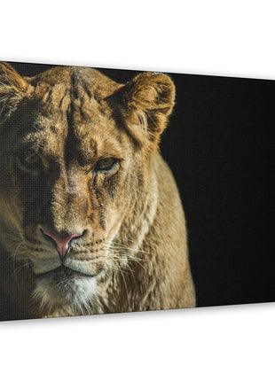 Lioness Art | Acrylic, Metal & Canvas - Snapping Turtle Gallery