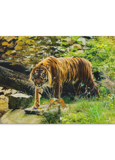 Silent Predator – Tiger Drinking in the Grass Wall Art | STG Collection - Snapping Turtle Gallery