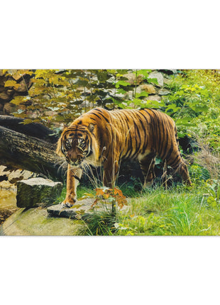 Silent Predator – Tiger Drinking in the Grass Wall Art | STG Collection - Snapping Turtle Gallery