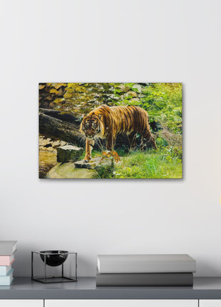 Silent Predator – Tiger Drinking in the Grass Wall Art | STG Collection - Snapping Turtle Gallery