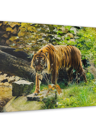 Silent Predator – Tiger Drinking in the Grass Wall Art | STG Collection - Snapping Turtle Gallery
