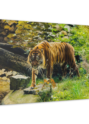 Silent Predator – Tiger Drinking in the Grass Wall Art | STG Collection - Snapping Turtle Gallery