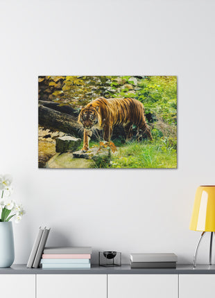 Silent Predator – Tiger Drinking in the Grass Wall Art | STG Collection - Snapping Turtle Gallery