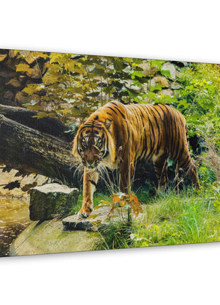 Silent Predator – Tiger Drinking in the Grass Wall Art | STG Collection - Snapping Turtle Gallery