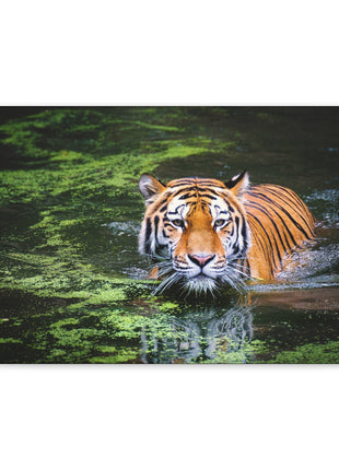 Silent Strength – Swimming Tiger Wall Art | STG Collection - Snapping Turtle Gallery