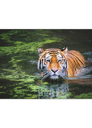 Silent Strength – Swimming Tiger Wall Art | STG Collection - Snapping Turtle Gallery