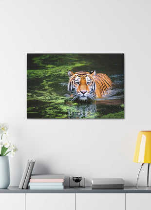 Silent Strength – Swimming Tiger Wall Art | STG Collection - Snapping Turtle Gallery