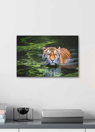 Silent Strength – Swimming Tiger Wall Art | STG Collection - Snapping Turtle Gallery