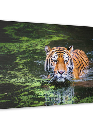 Silent Strength – Swimming Tiger Wall Art | STG Collection - Snapping Turtle Gallery