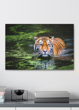 Silent Strength – Swimming Tiger Wall Art | STG Collection - Snapping Turtle Gallery