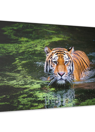 Silent Strength – Swimming Tiger Wall Art | STG Collection - Snapping Turtle Gallery