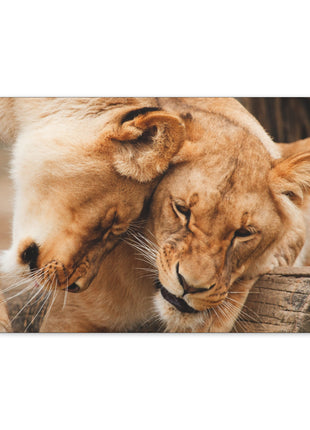Sisterhood of the Wild – Lioness Bond Wall Art | STG Collection - Snapping Turtle Gallery