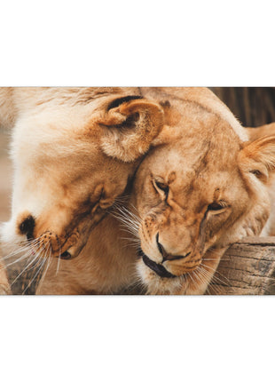 Sisterhood of the Wild – Lioness Bond Wall Art | STG Collection - Snapping Turtle Gallery