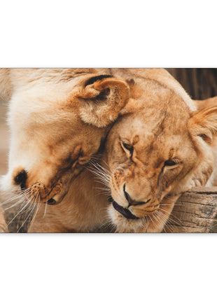 Sisterhood of the Wild – Lioness Bond Wall Art | STG Collection - Snapping Turtle Gallery