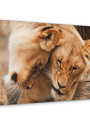 Sisterhood of the Wild – Lioness Bond Wall Art | STG Collection - Snapping Turtle Gallery