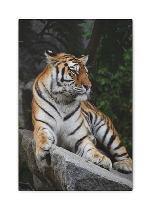 Stone Throne – Tiger Resting on a Rock Wall Art | STG Collection - Snapping Turtle Gallery