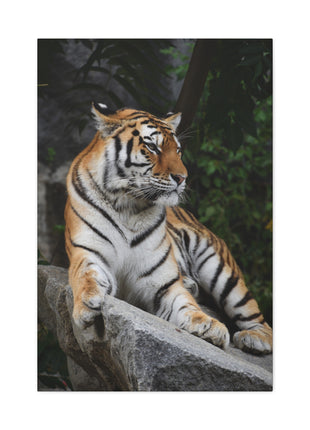 Stone Throne – Tiger Resting on a Rock Wall Art | STG Collection - Snapping Turtle Gallery