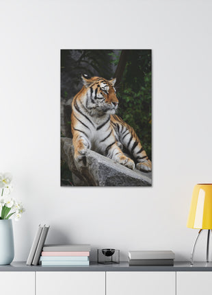 Stone Throne – Tiger Resting on a Rock Wall Art | STG Collection - Snapping Turtle Gallery