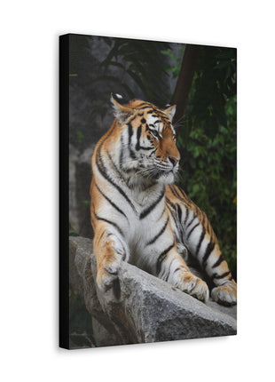 Stone Throne – Tiger Resting on a Rock Wall Art | STG Collection - Snapping Turtle Gallery