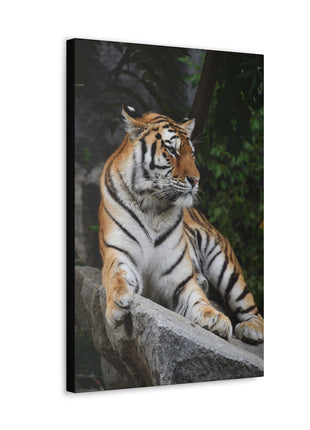 Stone Throne – Tiger Resting on a Rock Wall Art | STG Collection - Snapping Turtle Gallery
