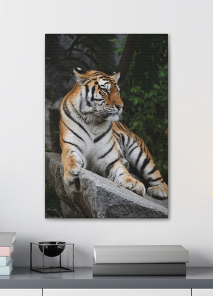 Stone Throne – Tiger Resting on a Rock Wall Art | STG Collection - Snapping Turtle Gallery