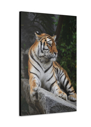 Stone Throne – Tiger Resting on a Rock Wall Art | STG Collection - Snapping Turtle Gallery