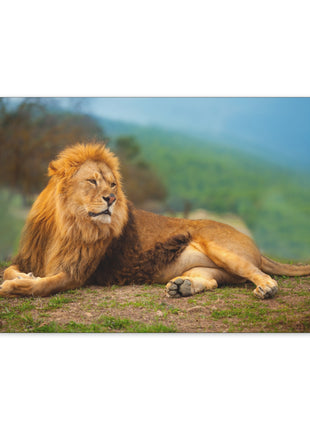 Sunlit King – Male Lion Resting in the Sun Wall Art | STG Collection - Snapping Turtle Gallery