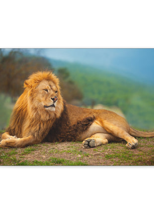 Sunlit King – Male Lion Resting in the Sun Wall Art | STG Collection - Snapping Turtle Gallery